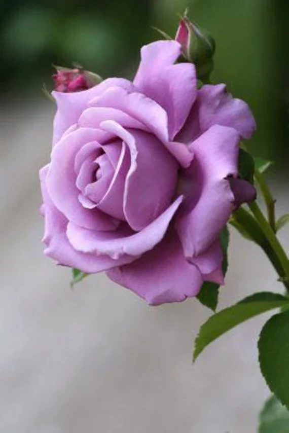 Lavender/Purple Rose Flower Seeds , Rare Elegant Blooms, Easy to Grow, Non-GMO
