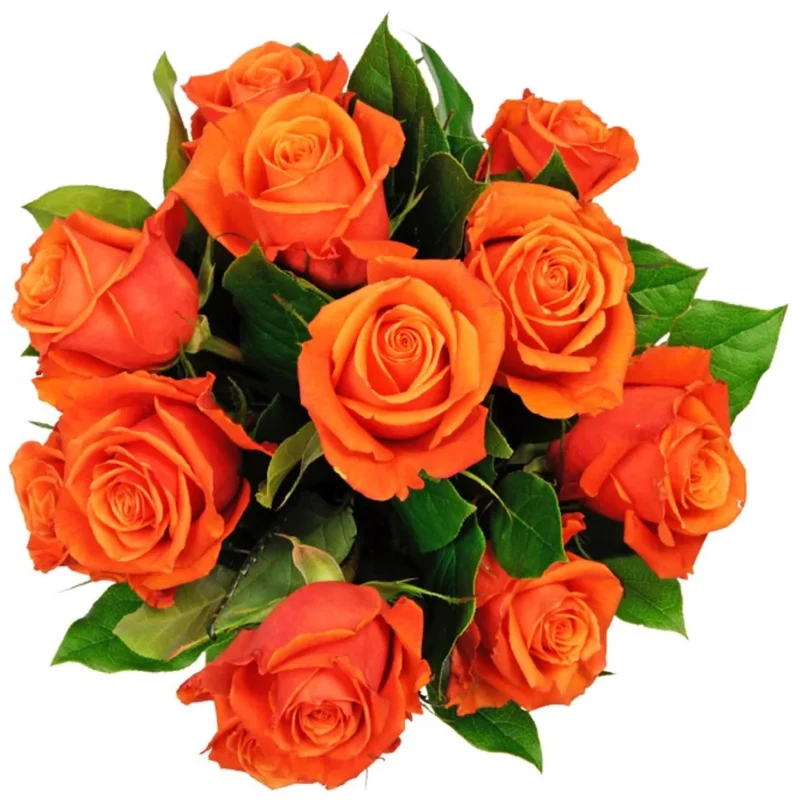 Orange Rose Flower Seeds , Vibrant Sunset Blooms, Easy to Grow, Non-GMO