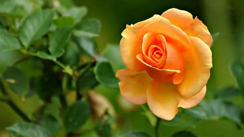 Orange Rose Flower Seeds , Vibrant Sunset Blooms, Easy to Grow, Non-GMO
