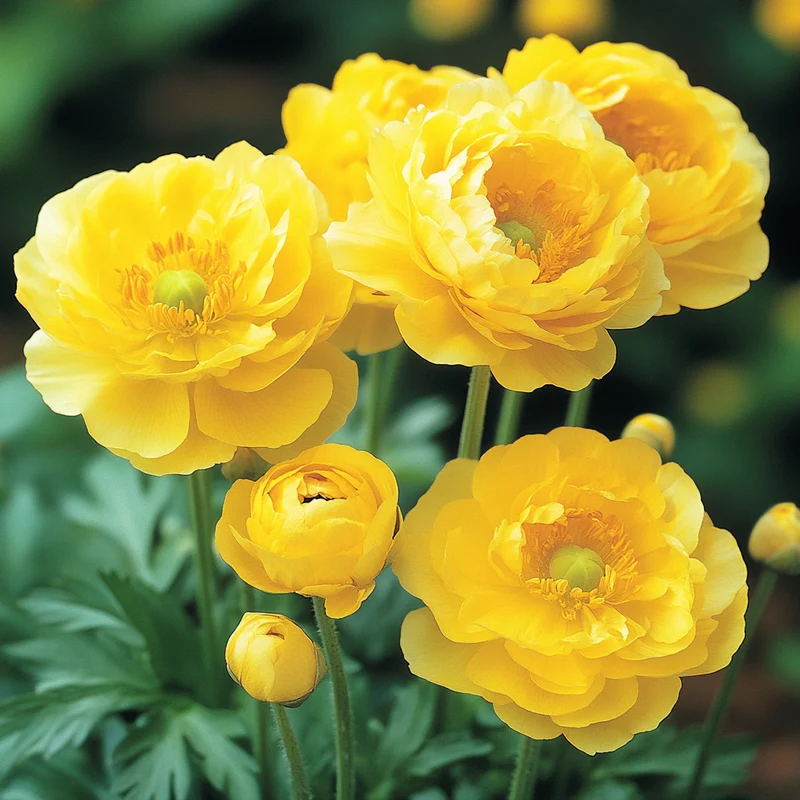 Golden Yellow Spring Bloom Seeds – Cold-Hardy Flowering Variety for Early Season Color