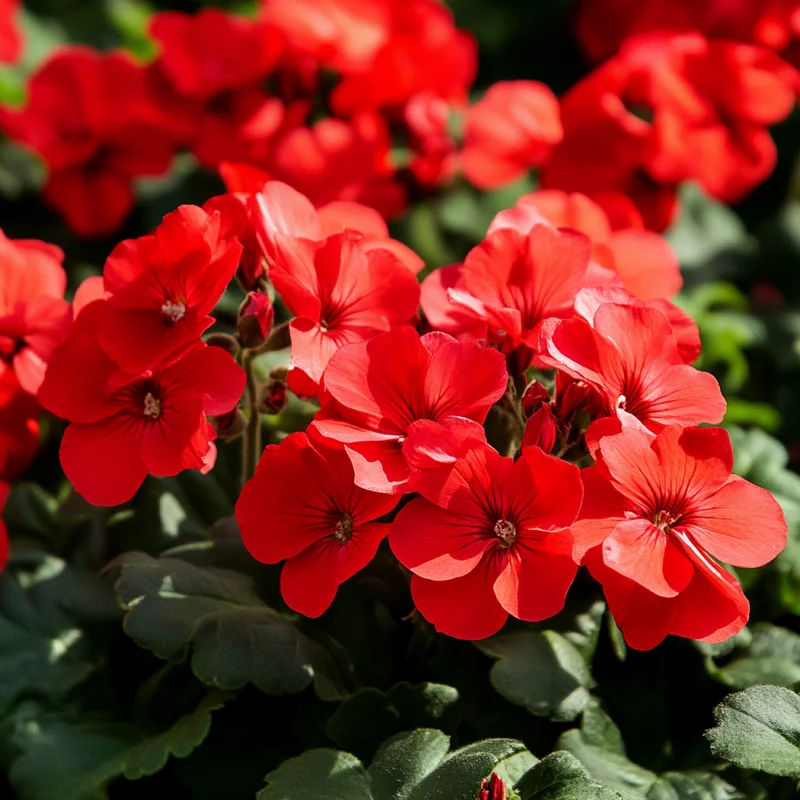 Hardy Red Perennial Flower Seeds – Brilliant Red Blooms with Excellent Cold Tolerance
