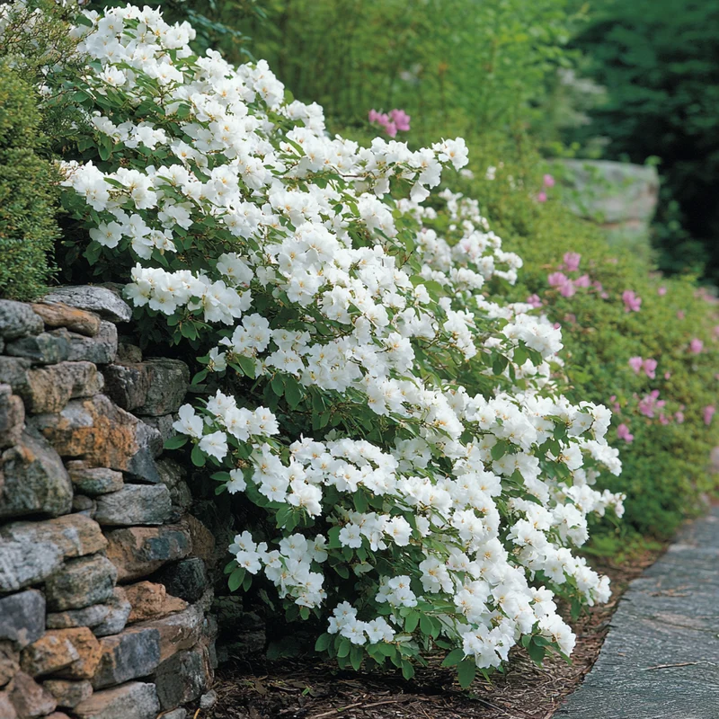 Moisture-Loving Deciduous Shrub Seeds – Fragrant White Blooming Variety for Gardens