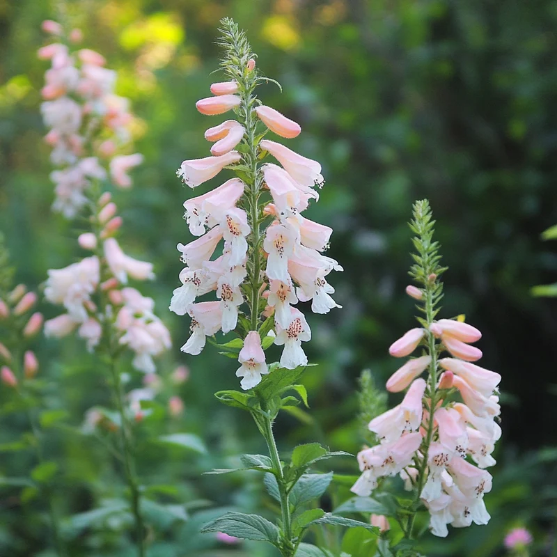 Native Tall Flowering Shrub Seeds – Pale Pink to White Blooms on Hardy Shrub
