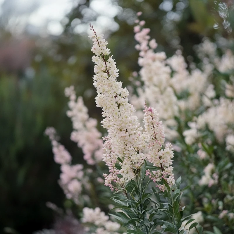 Native Tall Flowering Shrub Seeds – Pale Pink to White Blooms on Hardy Shrub