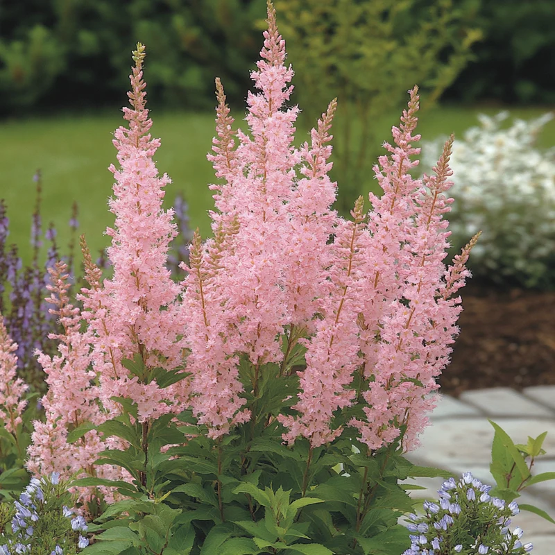 Hardy Pink Flowering Shrub Seeds – Large Soft Pink Blooms on a Durable Shrub