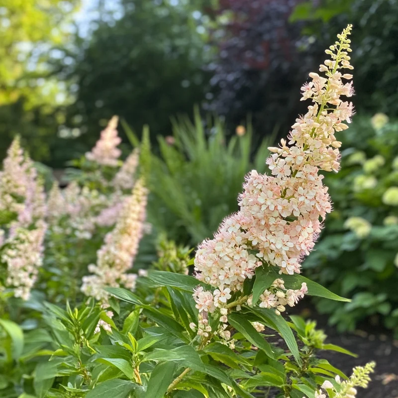 Hardy Pink Flowering Shrub Seeds – Large Soft Pink Blooms on a Durable Shrub