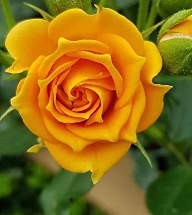 Yellow Rose Flower Seeds – Bright Blooms for Garden Planting
