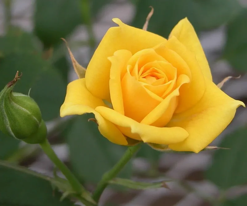 Yellow Rose Flower Seeds – Bright Blooms for Garden Planting