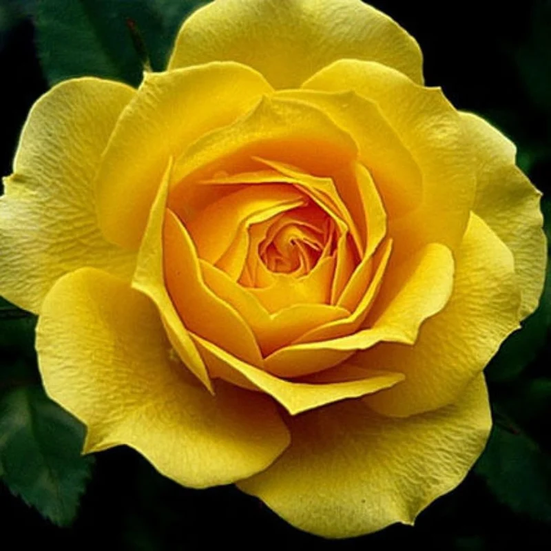 Yellow Rose Flower Seeds – Bright Blooms for Garden Planting