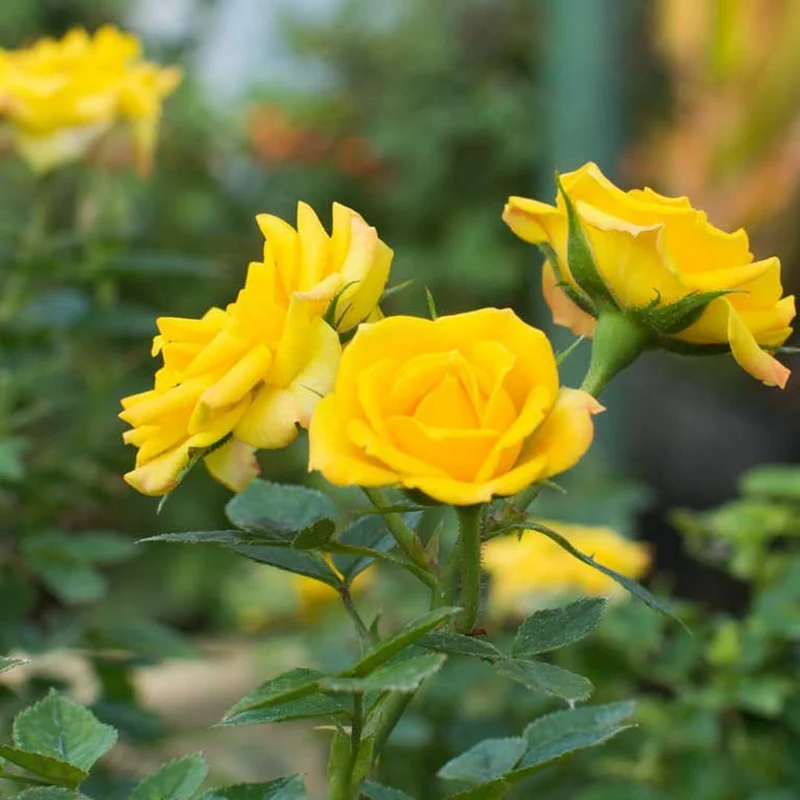 Yellow Rose Flower Seeds – Bright Blooms for Garden Planting