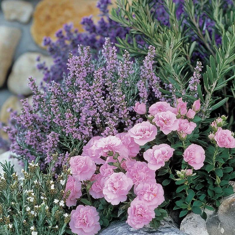 Hardy Evergreen Lavender Pink Flower Seeds – Classic Blooms & Year-Round Foliage