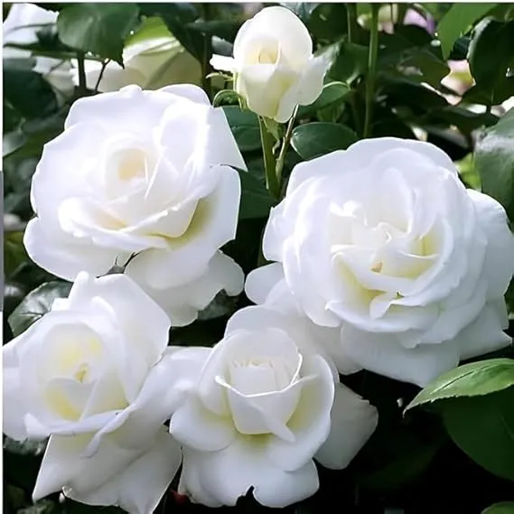 White Rose Flower Seeds , Elegant Pure Blooms, Easy to Grow, Non-GMO