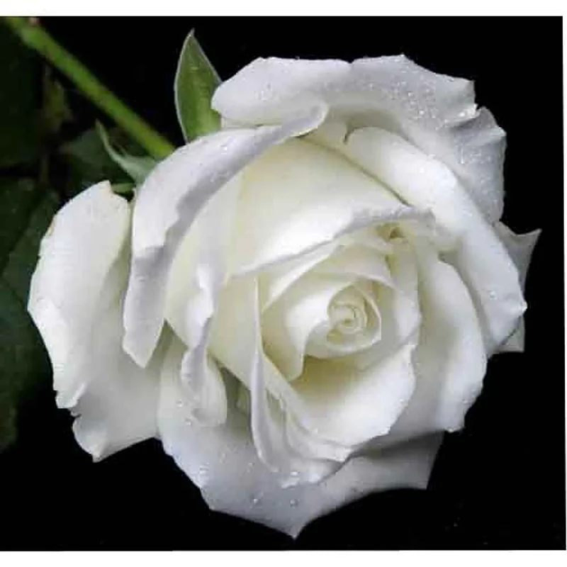 White Rose Flower Seeds , Elegant Pure Blooms, Easy to Grow, Non-GMO