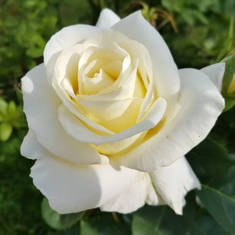 White Rose Flower Seeds , Elegant Pure Blooms, Easy to Grow, Non-GMO