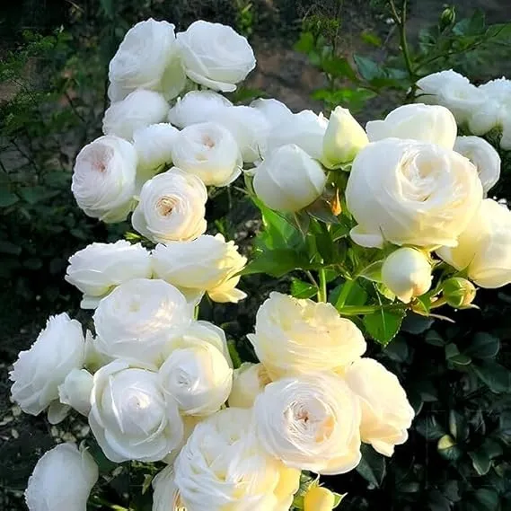 White Rose Flower Seeds , Elegant Pure Blooms, Easy to Grow, Non-GMO