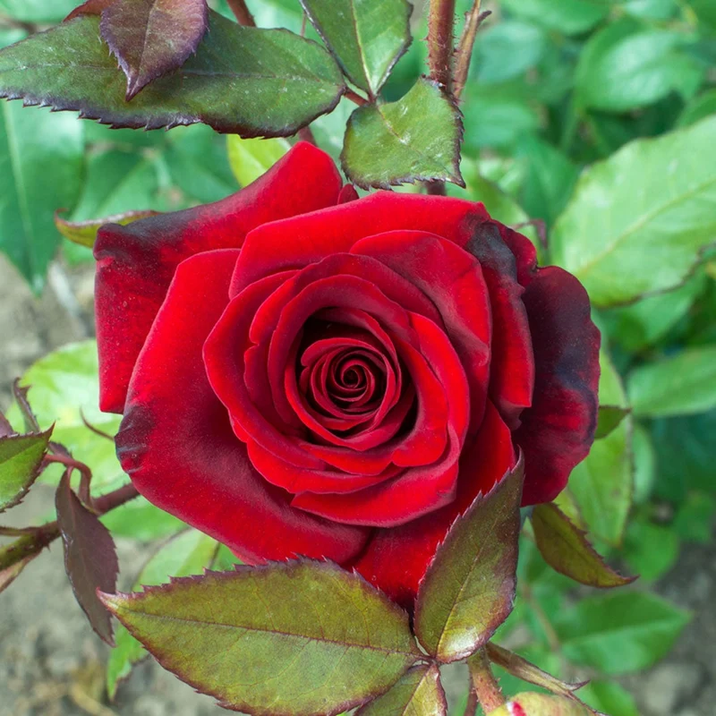 Red Rose Flower Seeds ,Classic Romantic Blooms, Easy to Grow, Non-GMO