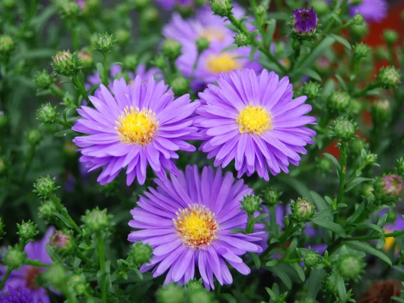 Lilac Aster Flower Seeds , Soft Pastel Blooms, Easy to Grow, Non-GMO