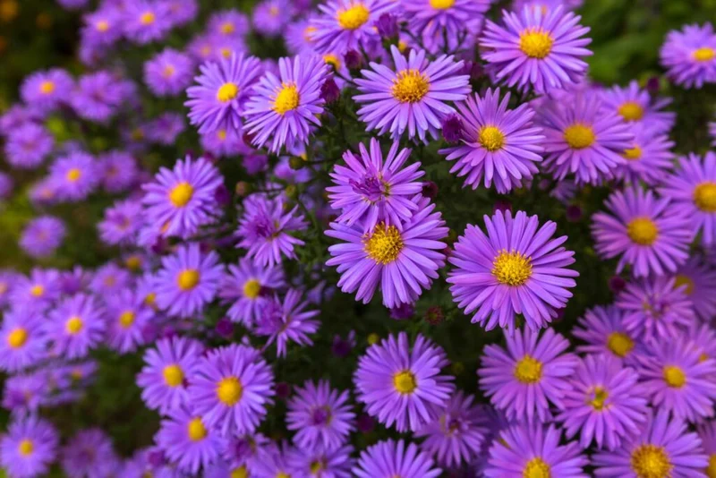 Lilac Aster Flower Seeds , Soft Pastel Blooms, Easy to Grow, Non-GMO