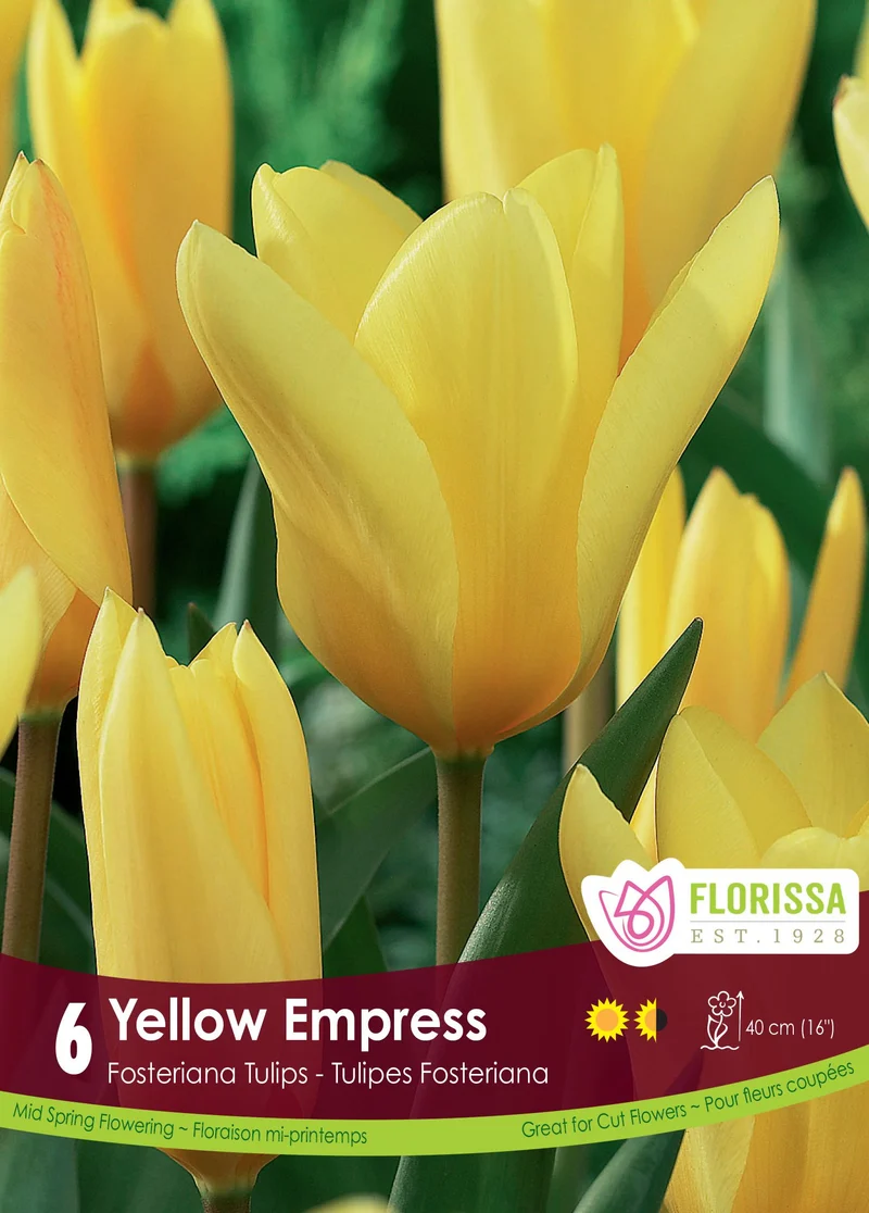 Tulipe Yellow Empress ( Tulipa )