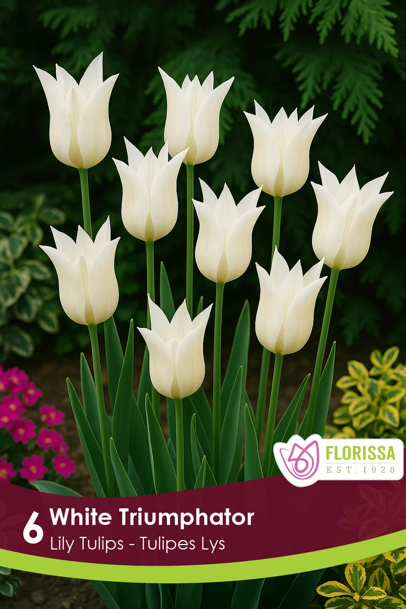 Tulipe White Triumphator ( Tulipa )