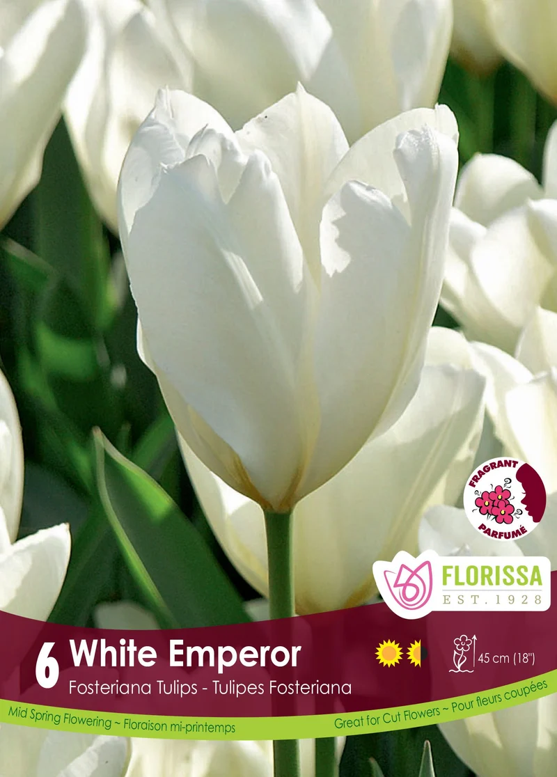 Tulipe White Emperor ( Tulipa )