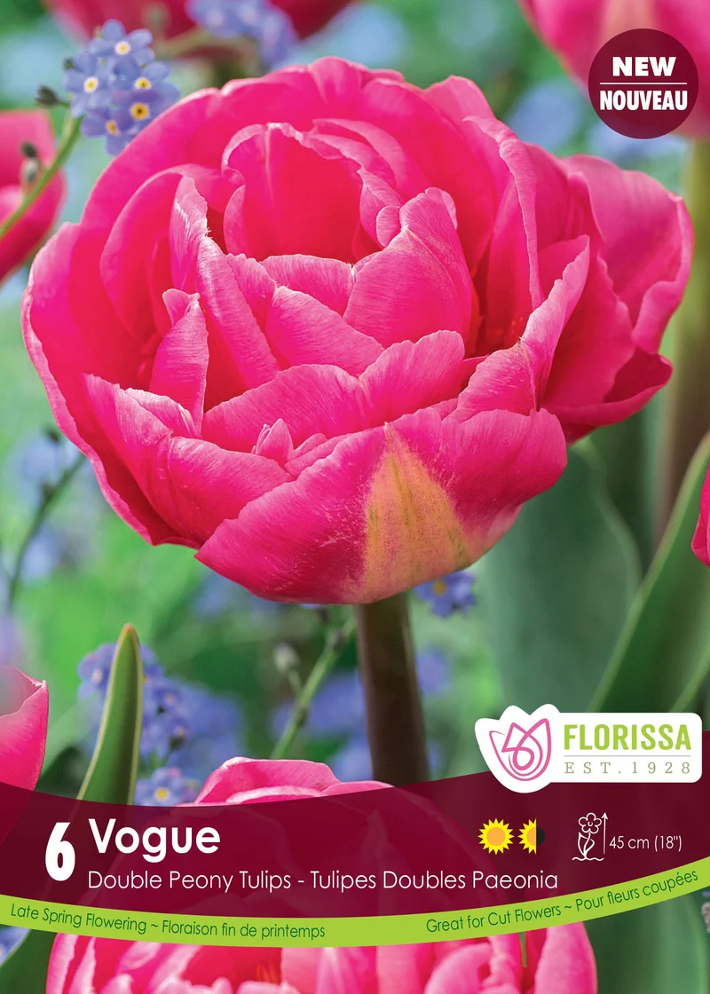 Tulipe Vogue ( Tulipa )