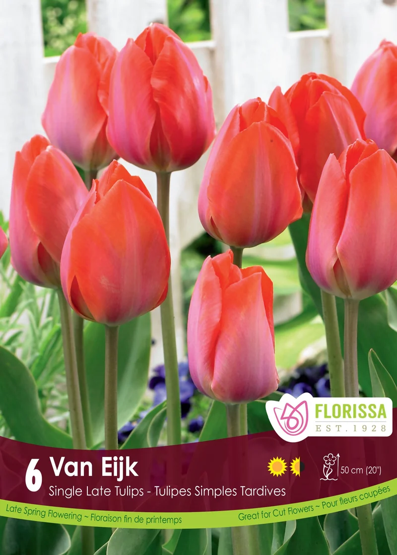 Tulipe Van Eijk ( Tulipa )