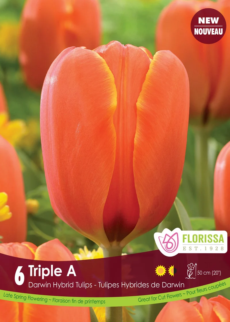 Tulipe Triple A ( Tulipa )