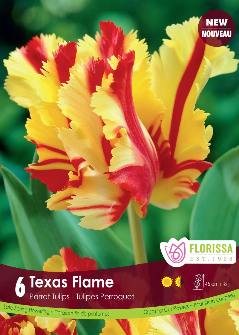Tulipe Texas Flame ( Tulipa )