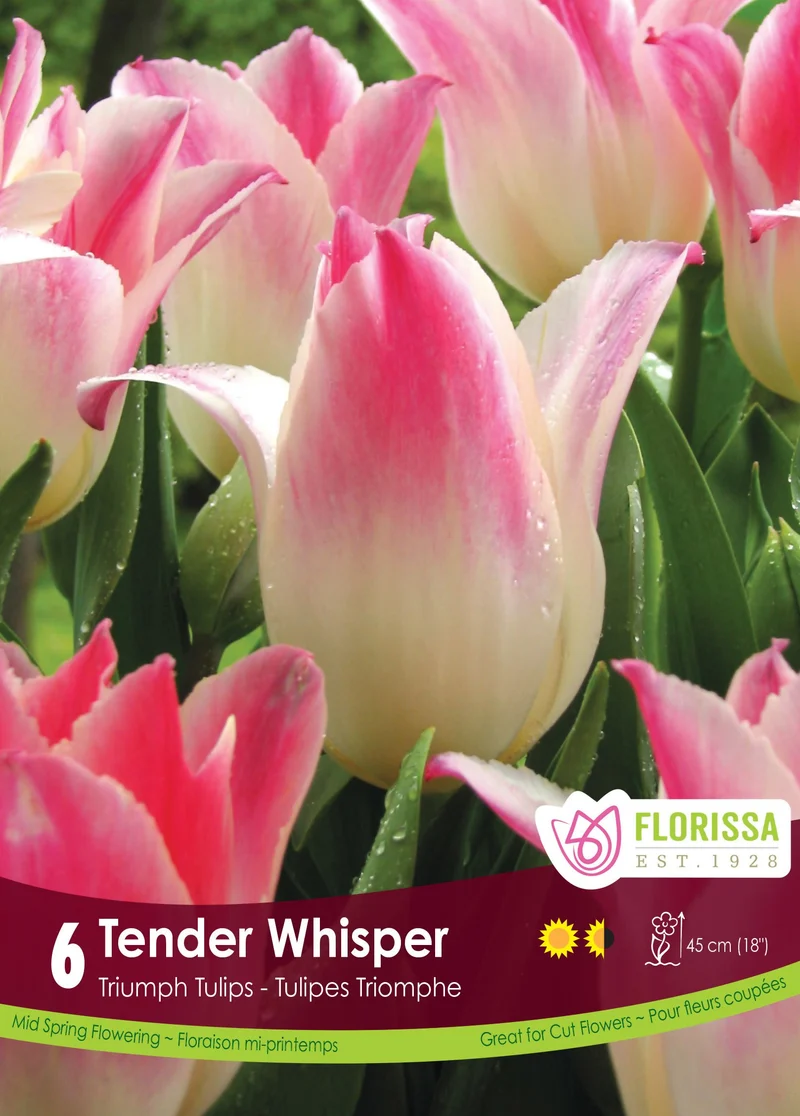 Tulipe Tender Whisper ( Tulipa )