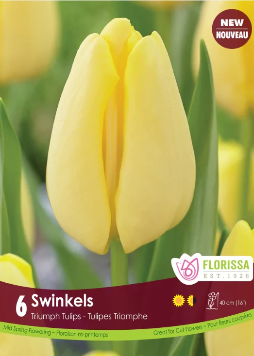 Tulipe Swinkels ( Tulipa )