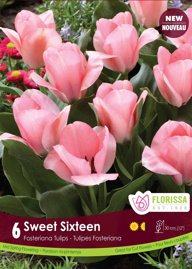 Tulipe Sweet Sixteen ( Tulipa )