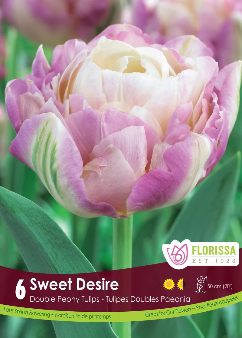 Tulipe Sweet Desire ( Tulipa )