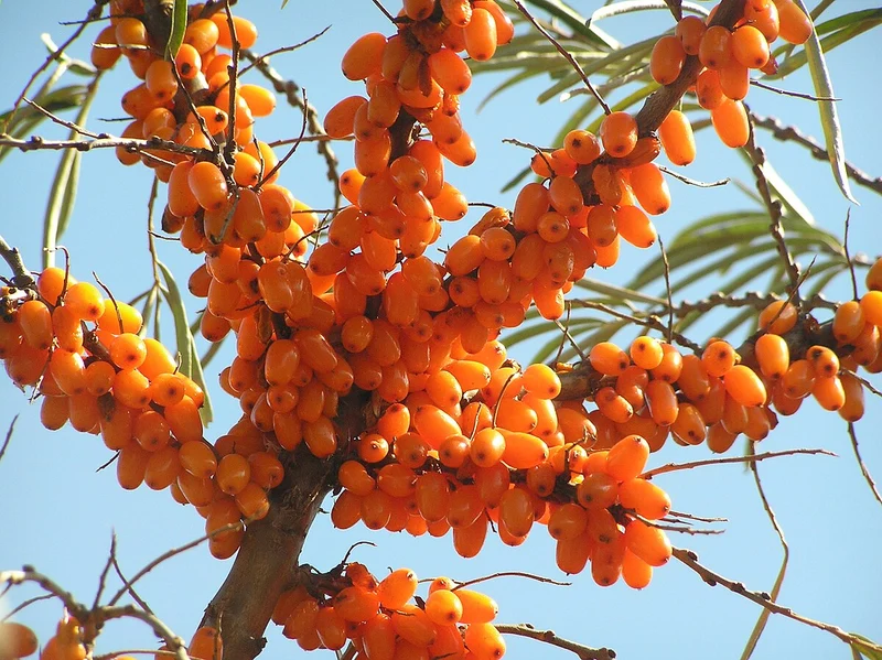 Seaberry Fruit Seeds