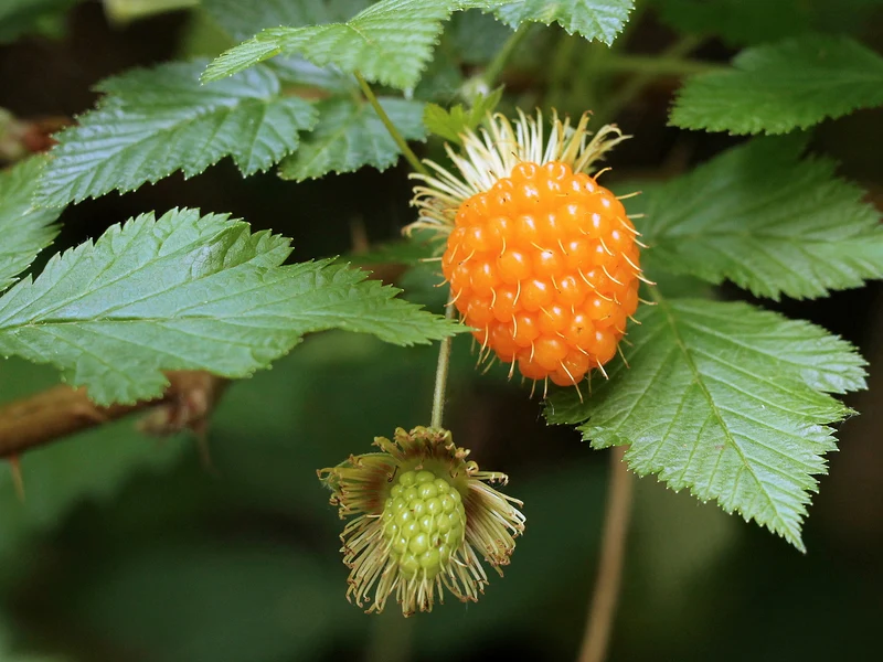 Salmonberry Fruit Seeds