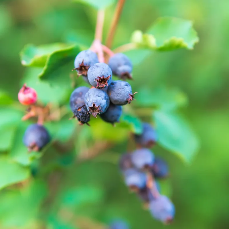 Common Bilberry Fruit Seeds