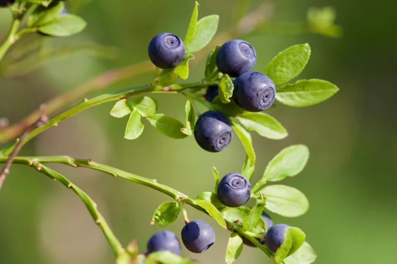 Common Bilberry Fruit Seeds