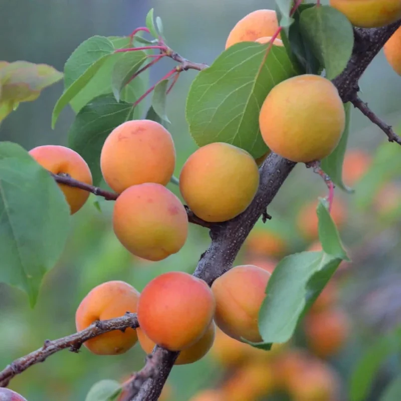 Manchurian Apricot Tree Seeds