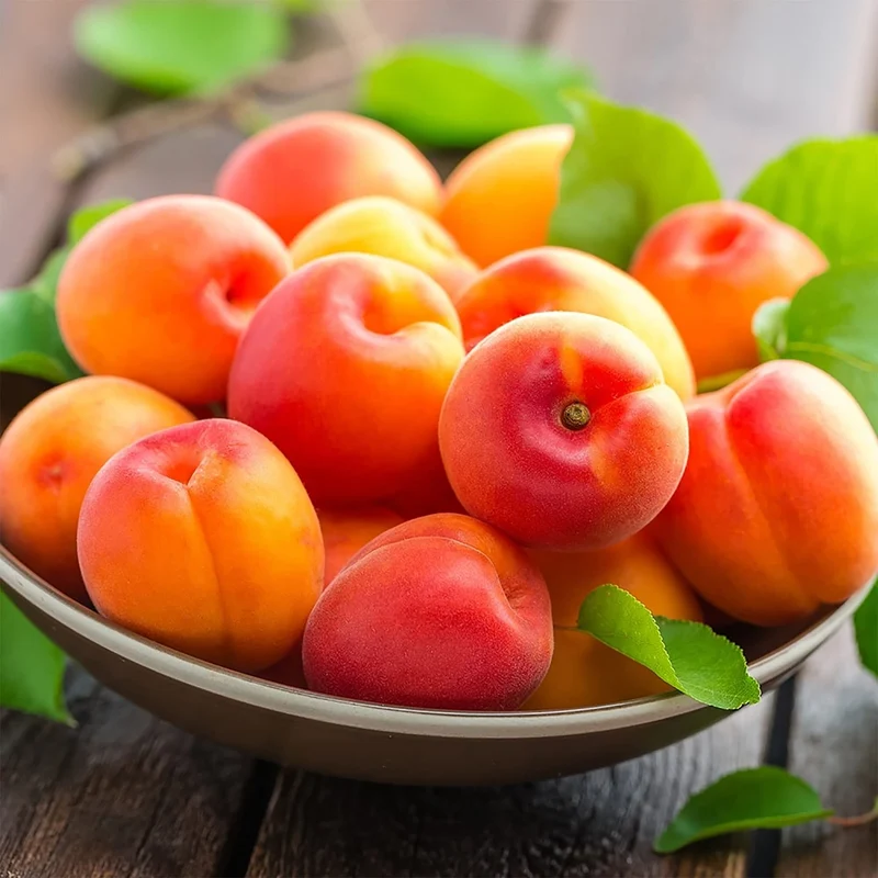 Manchurian Apricot Tree Seeds
