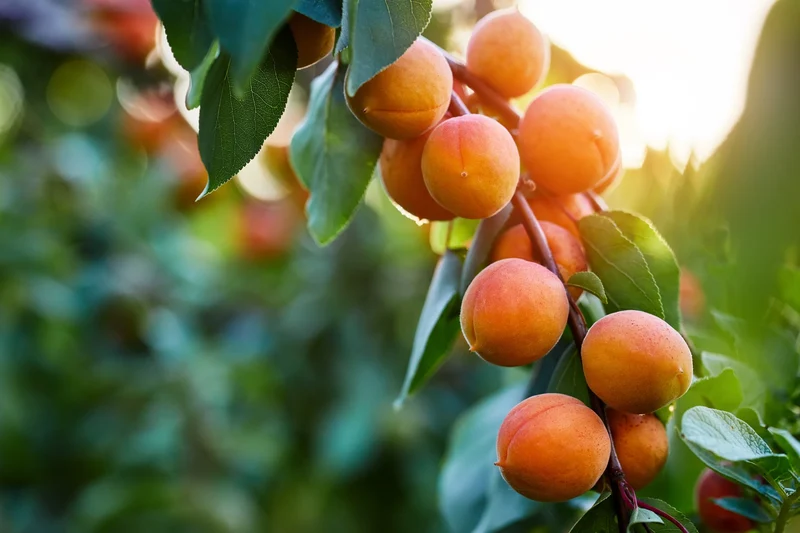 Manchurian Apricot Tree Seeds