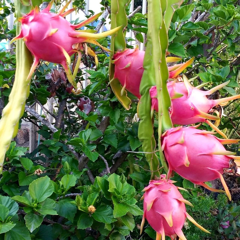 White Dragon Fruit Seeds
