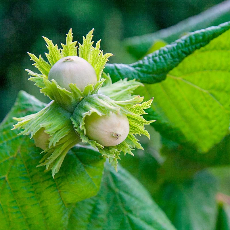 American Hazelnut Fruit Seeds
