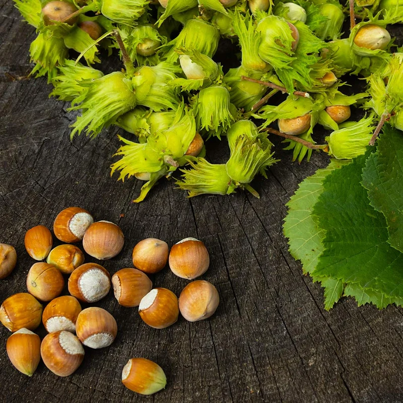 American Hazelnut Fruit Seeds