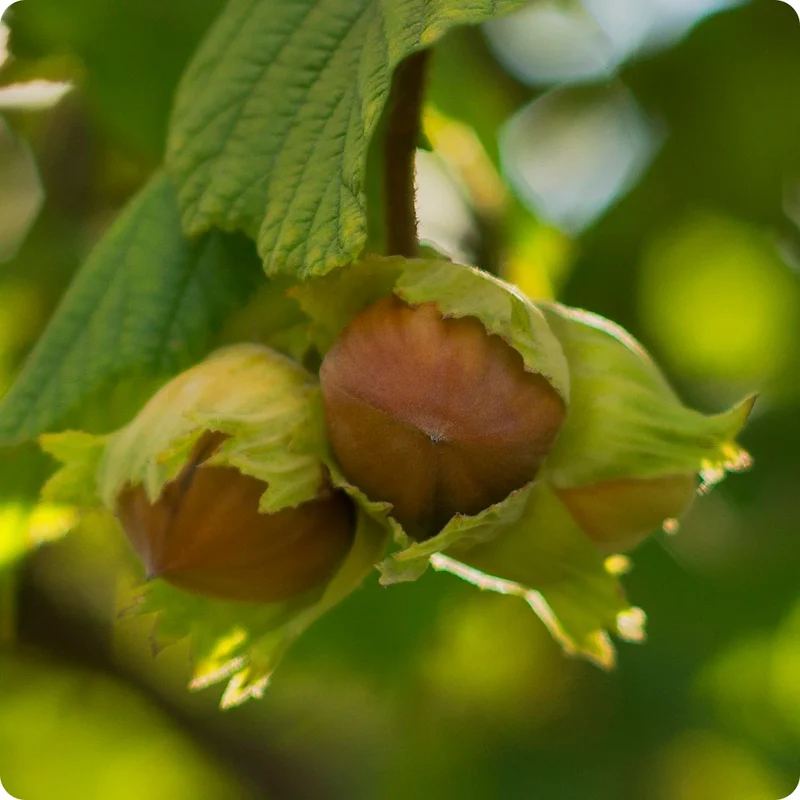 American Hazelnut Fruit Seeds