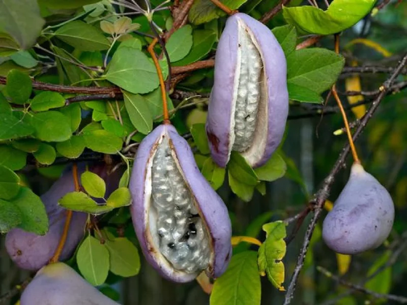 Chocolate Vine Fruit Seeds
