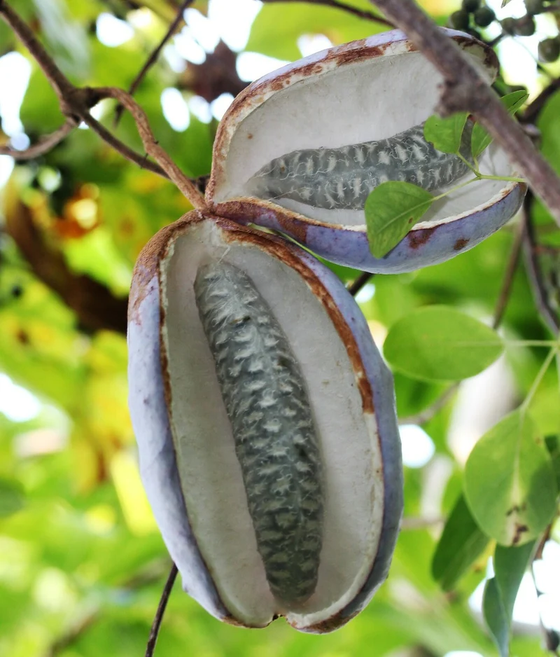 Chocolate Vine Fruit Seeds