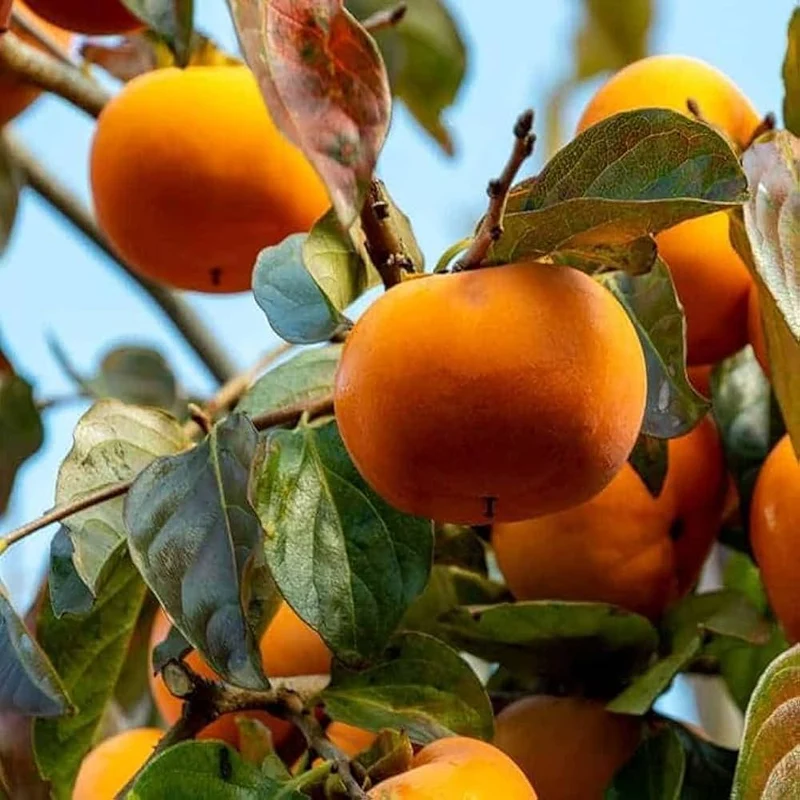 American Persimmon Fruit Seeds