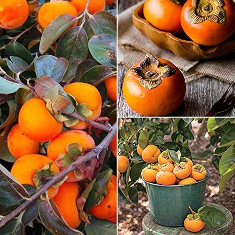 American Persimmon Fruit Seeds
