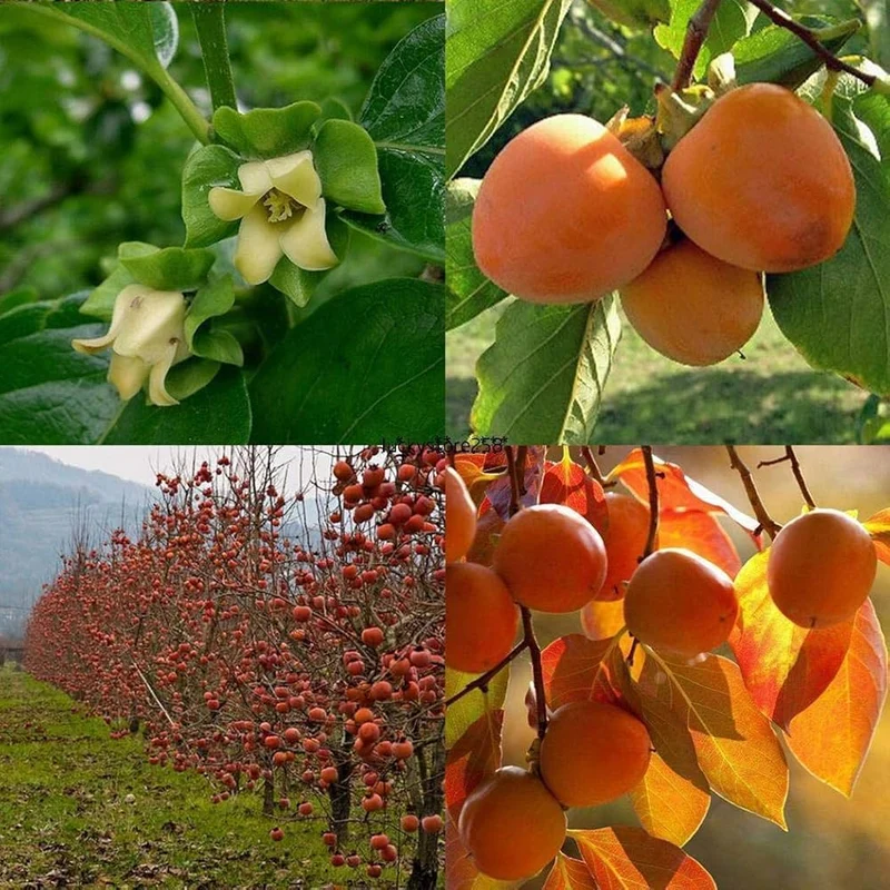 American Persimmon Fruit Seeds