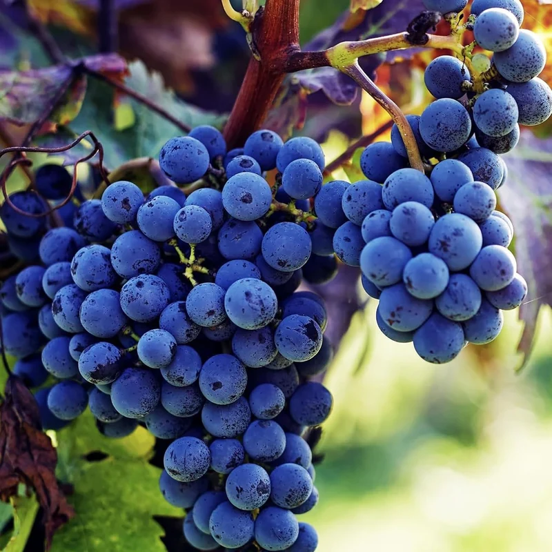 Purple Concord Grape Fruit Seeds